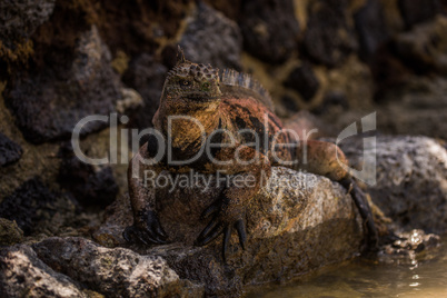 Marine iguana on stone wall beside water