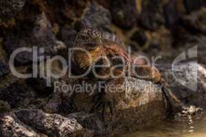 Marine iguana on stone wall beside water