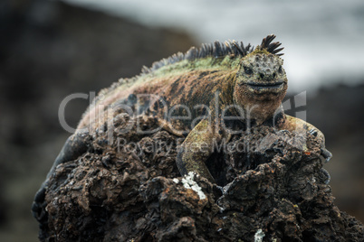 Marine iguana perched high on volcanic rock