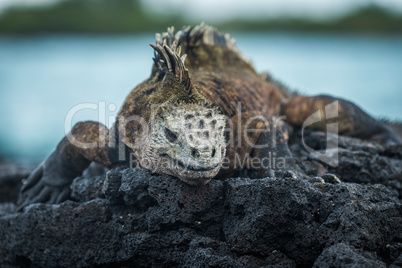 Marine iguana on volcanic rocks beside sea