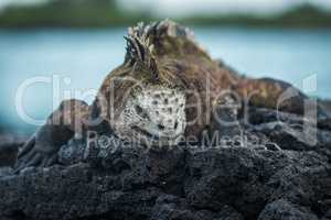 Marine iguana on volcanic rocks beside sea