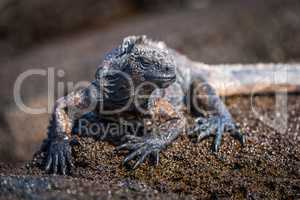 Marine iguana perched on wet brown rock