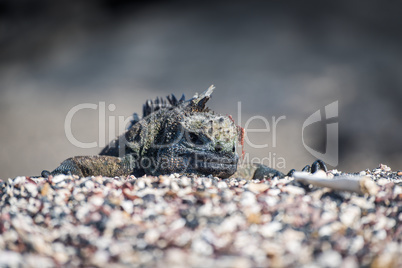Marine iguana poking head over shingle ridge