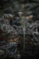 Marine iguana perched on black volcanic rocks