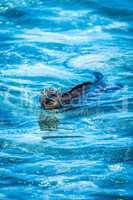 Marine iguana swimming in shallow blue waters