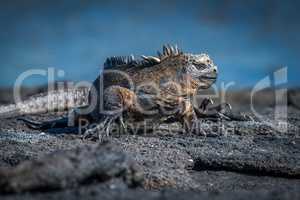 Marine iguana turning head on volcanic rock