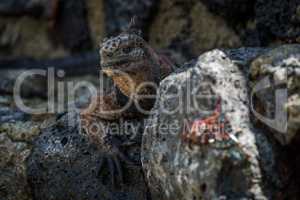 Marine iguana with blurred Sally Lightfoot crab