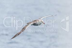 Antarctic giant petrel gliding above grey ocean