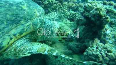 hawksbill sea turtle, Eretmochelys imbricata