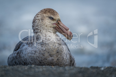 Northern giant petrel sitting on sandy beach