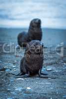 One wet Antarctic fur seal behind another