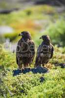 Pair of Galapagos hawks with heads turned