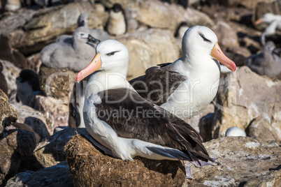 Pair of black-browed albatross nesting in colony