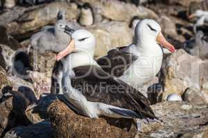 Pair of black-browed albatross nesting in colony