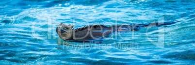 Panorama of marine iguana swimming in shallows