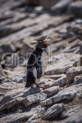 Rockhopper penguin looking at camera among rocks