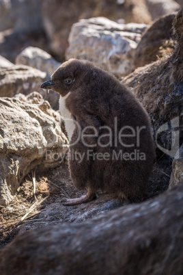 Rockhopper penguin chick in shade among rocks