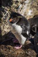 Rockhopper penguin looking at camera from nest