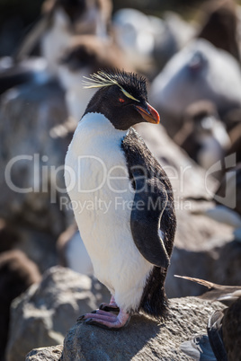 Rockhopper penguin posing on rock in colony
