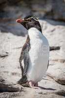 Rockhopper penguin posing on rock in sunshine