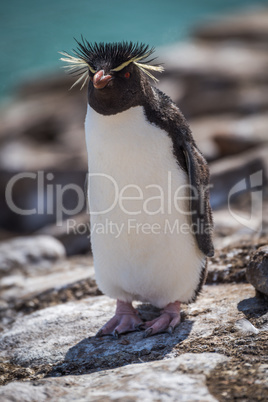 Rockhopper penguin standing on rock in sunshine