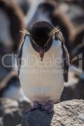 Rockhopper penguin standing on rock looking down