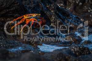 Sally Lightfoot crab beside black rock pool