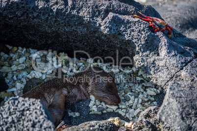 Sally Lightfoot crab and Galapagos sea lion