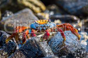 Sally Lightfoot crab climbing over black rocks