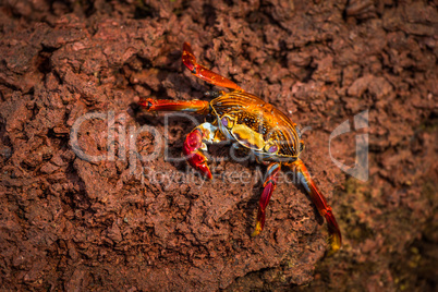 Sally Lightfoot crab climbing down brown rock