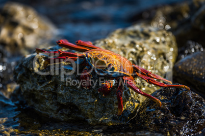 Sally Lightfoot crab climbing over wet rocks