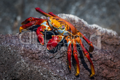 Sally Lightfoot crab climbing red rocky ridge