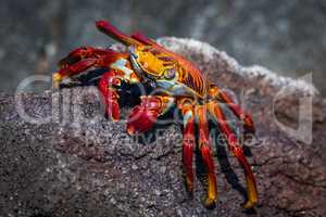 Sally Lightfoot crab climbing red rocky ridge