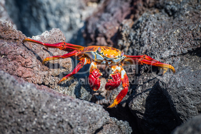 Sally Lightfoot crab crossing gap between rocks