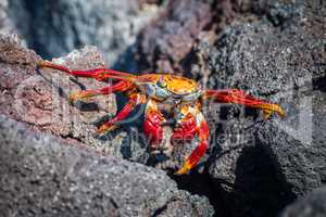 Sally Lightfoot crab crossing gap between rocks