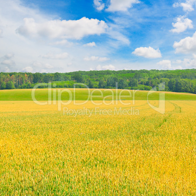 field and blue sky with light clouds