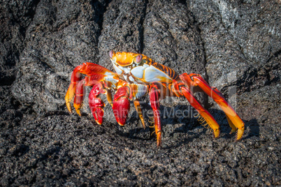 Sally Lightfoot crab on black volcanic rocks