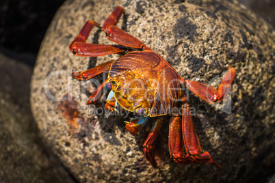 Sally Lightfoot crab on mottled brown rock