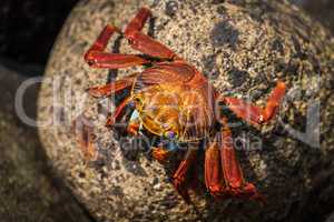 Sally Lightfoot crab on mottled brown rock