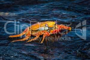 Sally Lightfoot crab on wet black rock