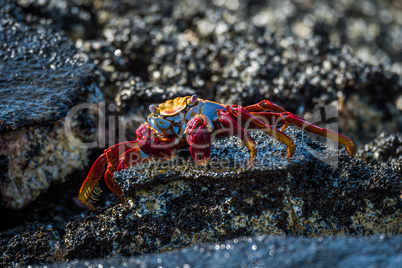 Sally Lightfoot crab on wet black rocks