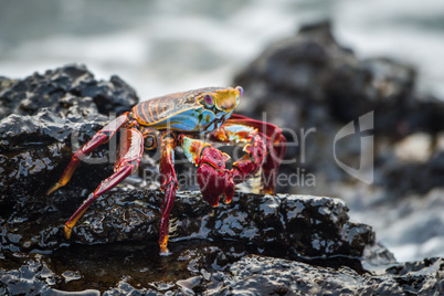 Sally Lightfoot crab on wet volcanic rocks