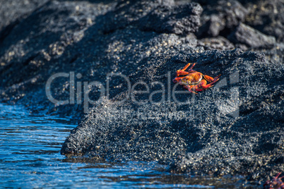 Sally Lightfoot crab perched beside rock pool