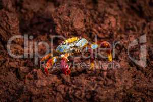 Sally Lightfoot crab perched on brown rock