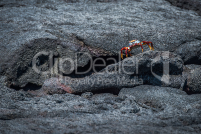 Sally Lightfoot crab perched on black rock
