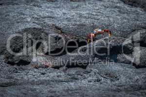 Sally Lightfoot crab perched on black rock