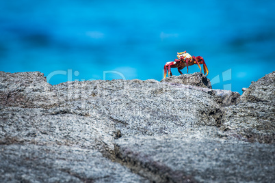 Sally Lightfoot crab perched on rocky horizon