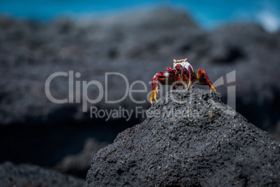 Sally Lightfoot crab perched on rocky mound
