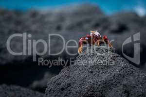 Sally Lightfoot crab perched on rocky mound