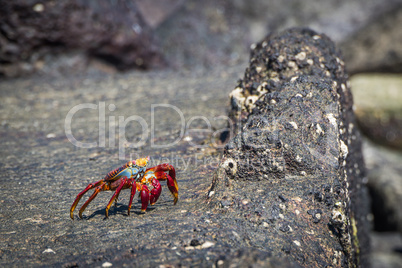 Sally Lightfoot crab stretching on volcanic rock